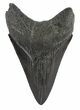 Black, Lower Megalodon Tooth #54241-1
